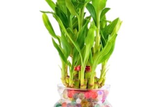 Nurturing Green® 2-Layer Lucky Bamboo Plant in Glass Pot (4 Inch) | Indoor Plants for Living Room, Office Desk, and Home Décor