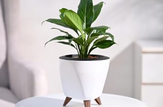 Ugaoo Peace Lily Live Indoor Plant for Living room (Spathiphyllum Plant) with Lagos Self Watering Pot (White, Small)