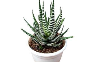 CAPPL Haworthia Fasciata Cape Town (Super White Zebra Cactus) Plant with Pot