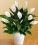 Floryzen Original Live Peace Lily or Spathiphyllum Plant Air purifier Good luck plant (Pack of 1 With Pot)