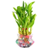 Nurturing Green® 2-Layer Lucky Bamboo Plant in Glass Pot (4 Inch) | Indoor Table Top Plant for Living Room, Office Desk, and Home Décor
