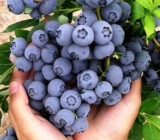 Gravendo Variegated Blueberry Fruit Plant – High-Yield Live Plant in Pot – Fast-Growing, Non-GMO Berry Bush – Sweet Antioxidant-Rich Blueberries – Ideal for Balcony Terrace or Garden