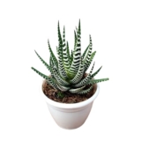 CAPPL Haworthia Fasciata Cape Town (Super White Zebra Cactus) Plant with Pot